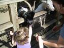 Video: Saffy & Liam Feed the Goats